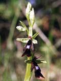 Ophrys insektifera