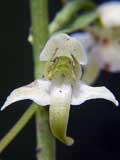 Plathanthera bifolia