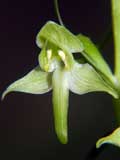 Plathanthera bifolia