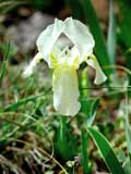 Iris lutescens 